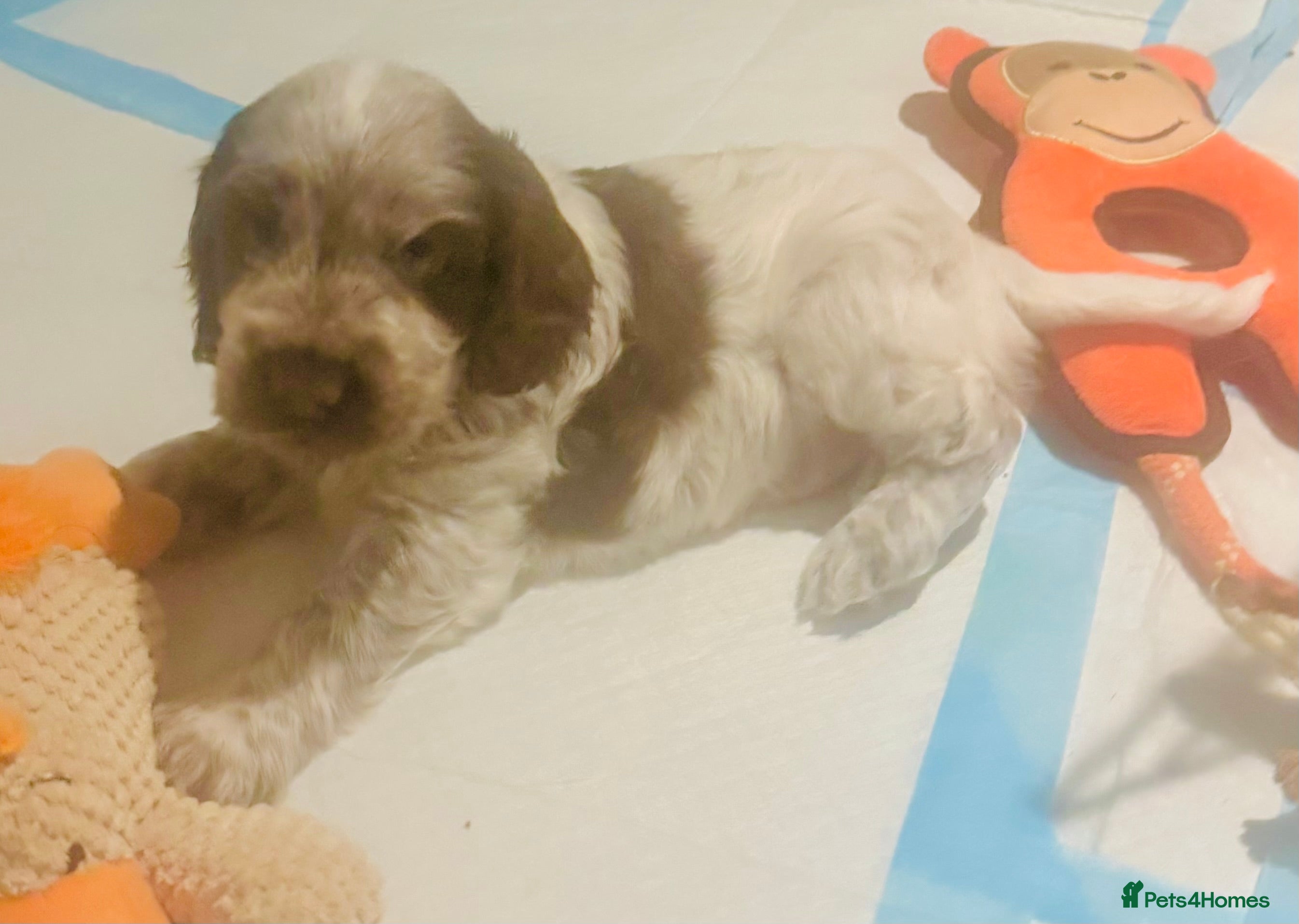 Cocker Spaniel dogs MoonTarka One Exceptional Boy English Show Cocker - Advert 1