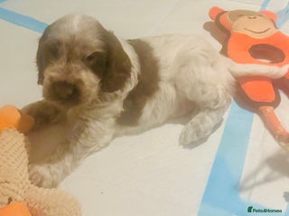 Cocker Spaniel dogs MoonTarka One Exceptional Boy English Show Cocker - Advert 1