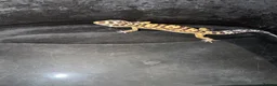 Leopard Gecko reptiles for sale: Speckles - Advert 3