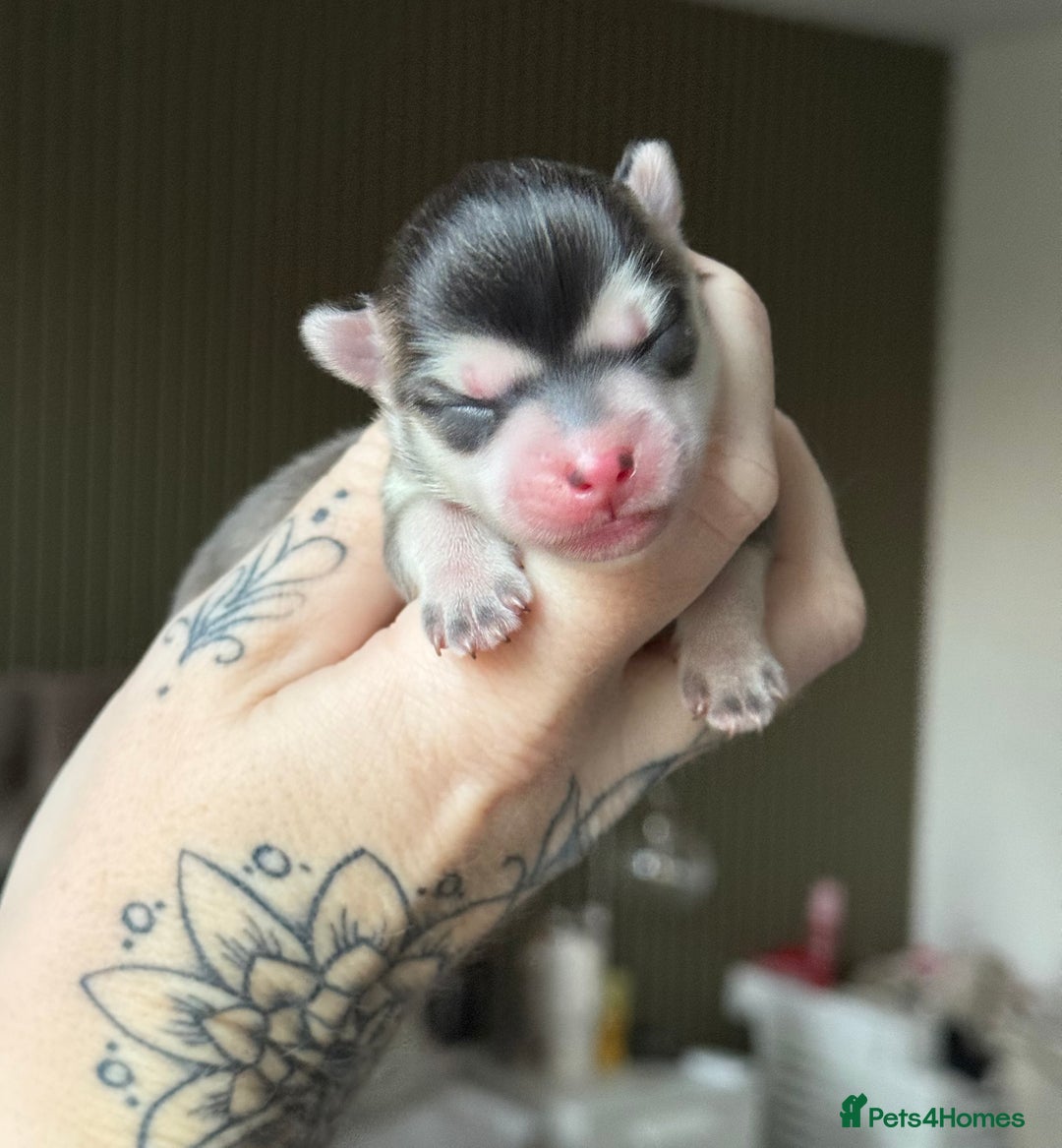 Pomsky dogs for sale: F3 Pomsky Puppies - ready in January! - Advert 2