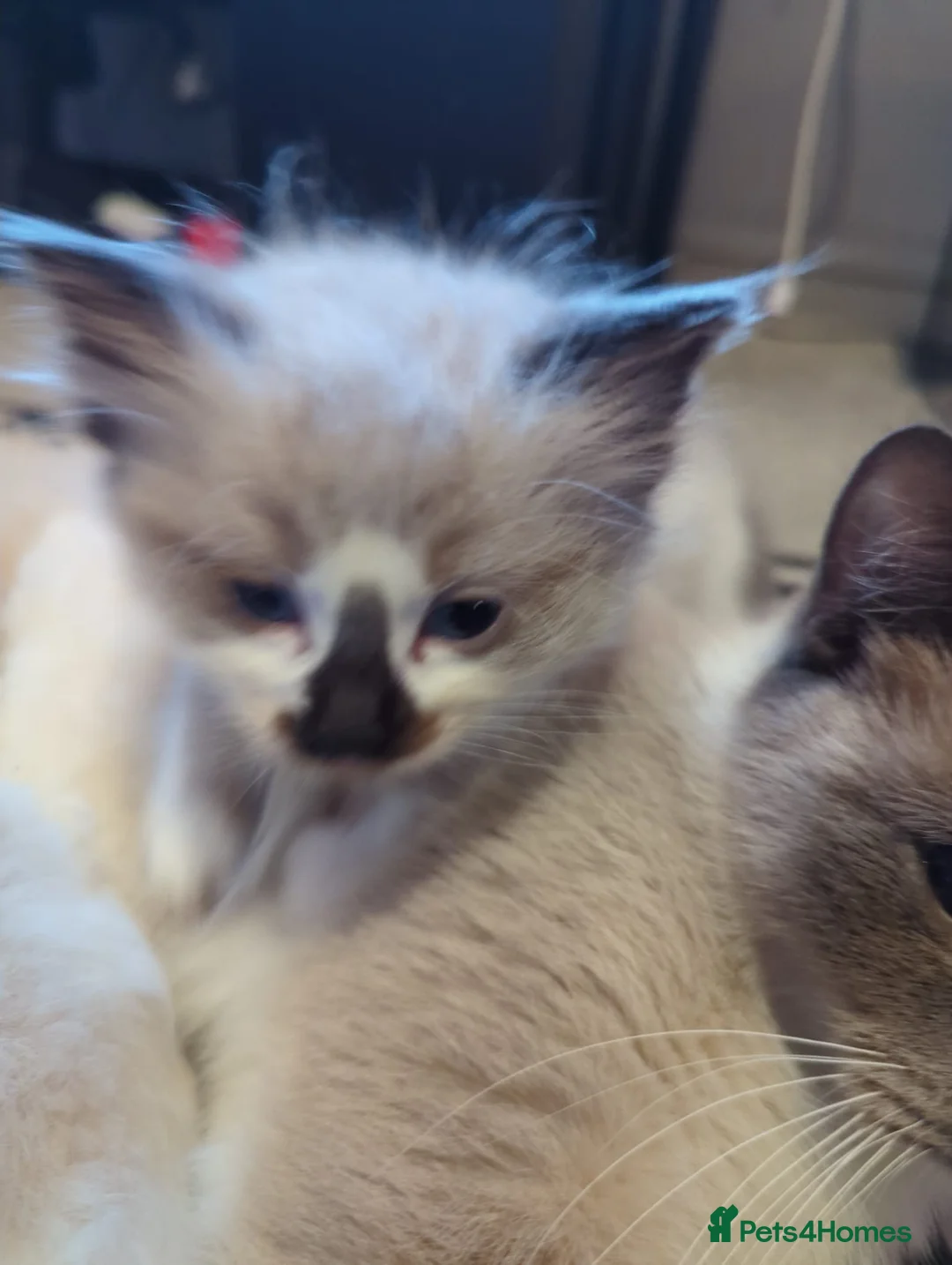 Ragdoll cats for sale: 3 PUREBREAD RAGDOLL KITTENS AVAILABLE - Advert 2