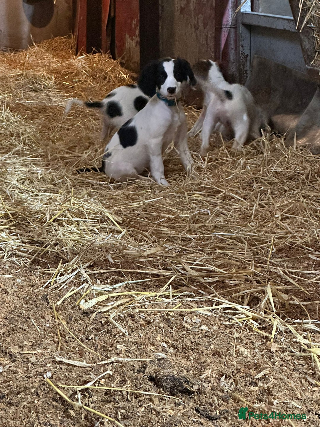 English Springer Spaniel dogs for sale: Springer spaniel pups for sale  - Advert 11