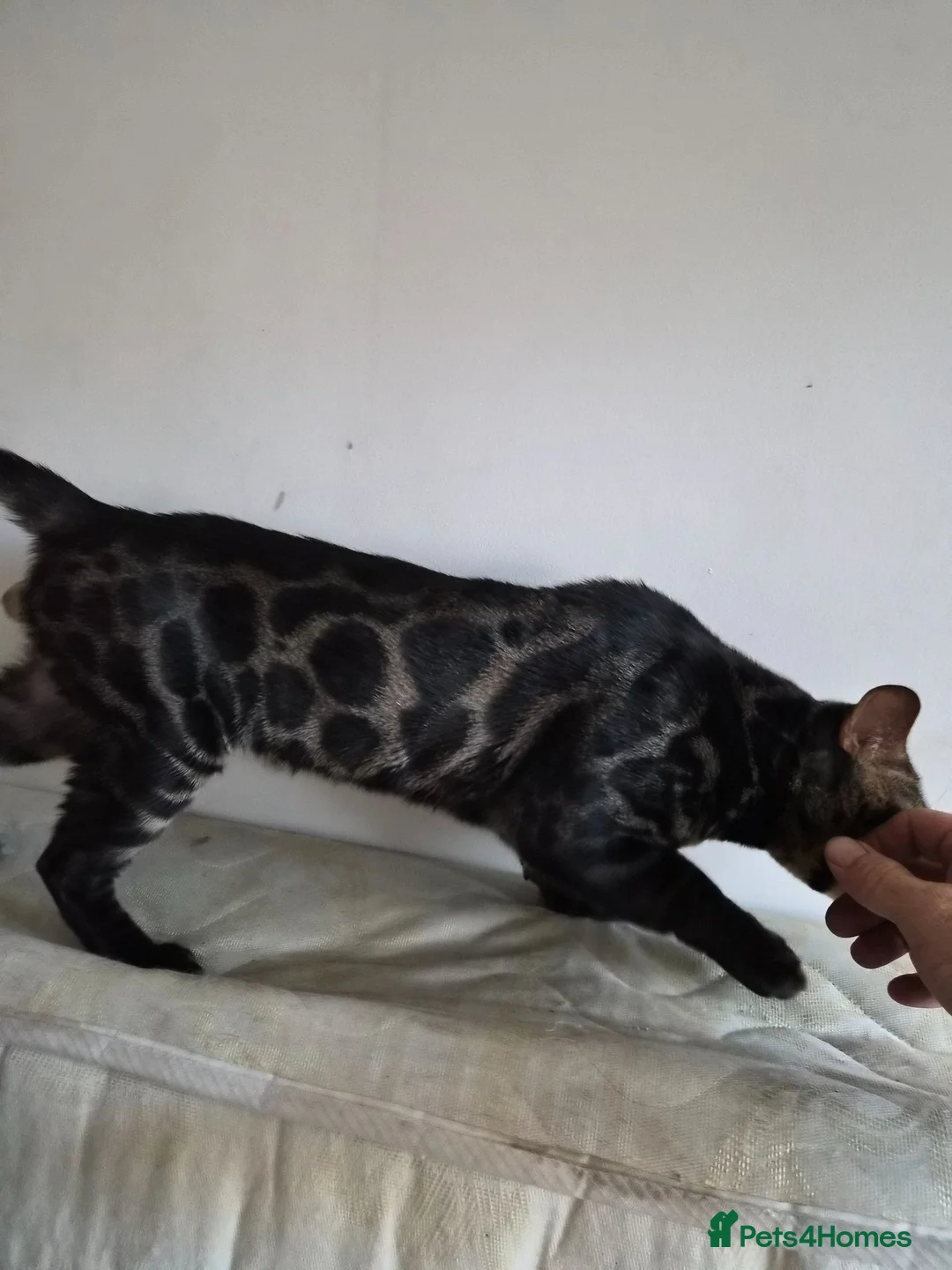 Bengal cats for sale: Charcoal bengal boy  - Advert 2