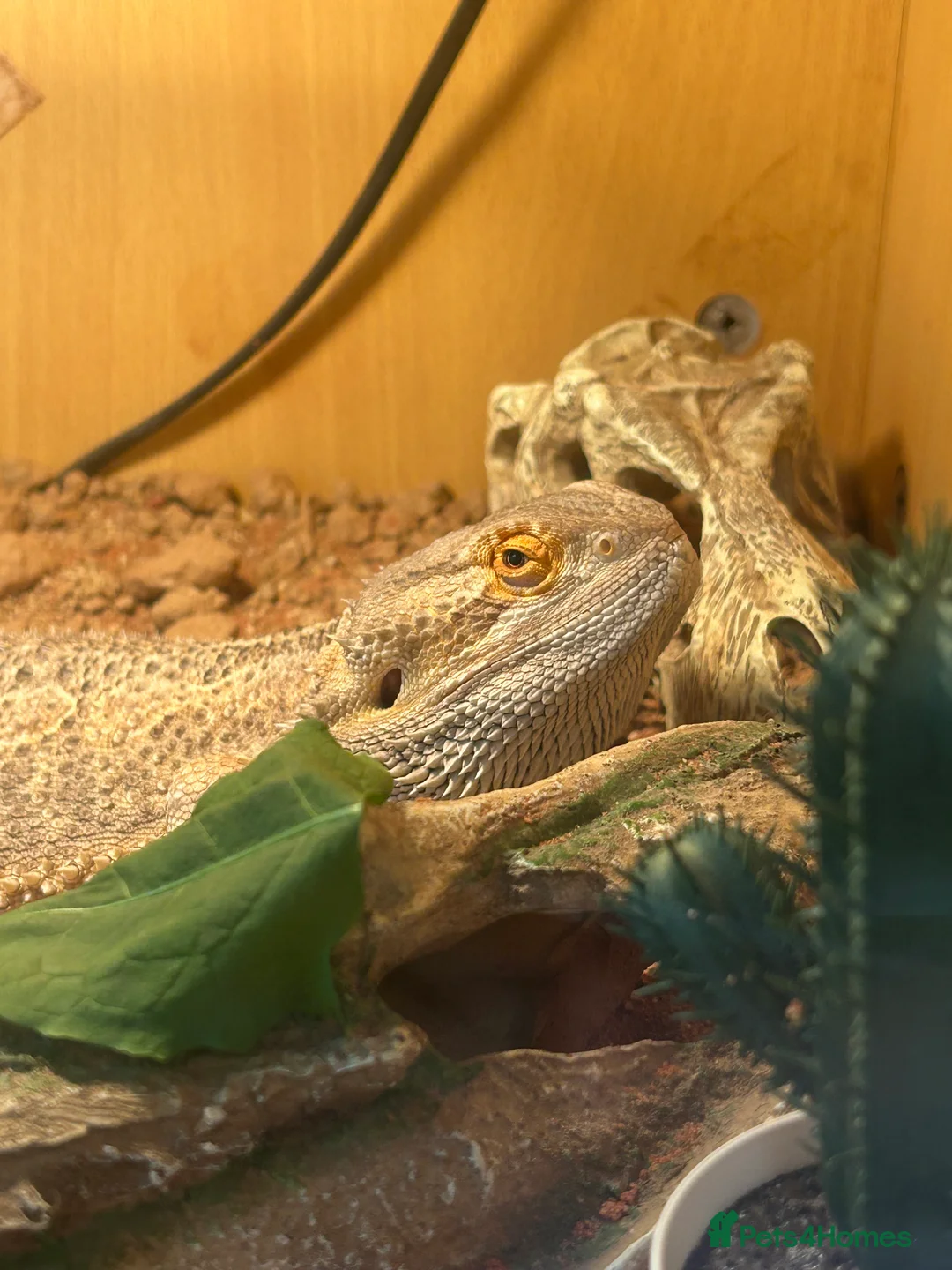 Bearded Dragon reptiles for sale: 2 year old Bearded Dragon for sale in Cannock - Advert 6