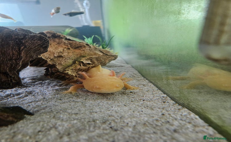 Axolotl reptiles - Advert 2