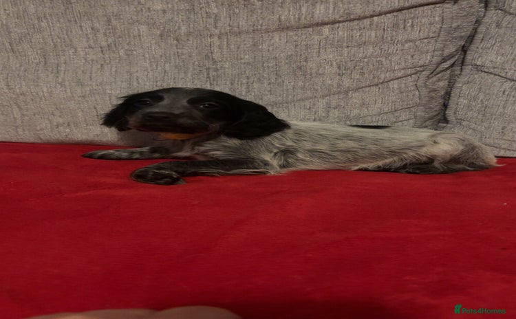 Cocker Spaniel dogs READY NOW LAST little GIRL COCKER SPANIEL PUPS - Advert 13