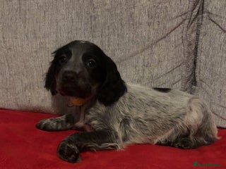 Cocker Spaniel dogs READY NOW LAST little GIRL COCKER SPANIEL PUPS - Advert 10