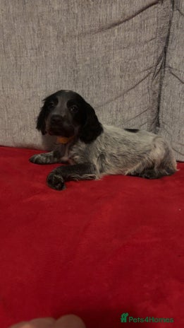 Cocker Spaniel dogs READY NOW LAST little GIRL COCKER SPANIEL PUPS - Advert 13