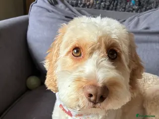 Cockapoo dogs Male dog (neutered) - Advert 1