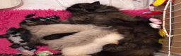 Persian cats for sale: Stunning Himalayan Persians - Advert 16