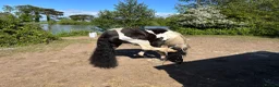 Irish Cob horses for sale: Mini cob gelding for sale  - Advert 5