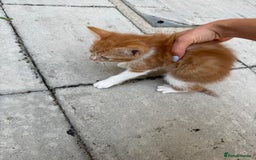 Mixed Breed cats for sale: loved and cared for kittens looking for new home🥹 - Image 2