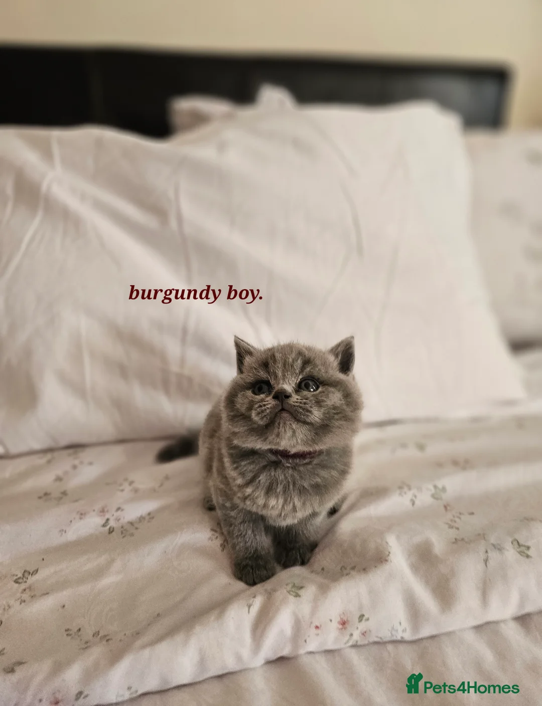 Scottish Fold cats for sale: Only 1 burgundy  boy left - Advert 18
