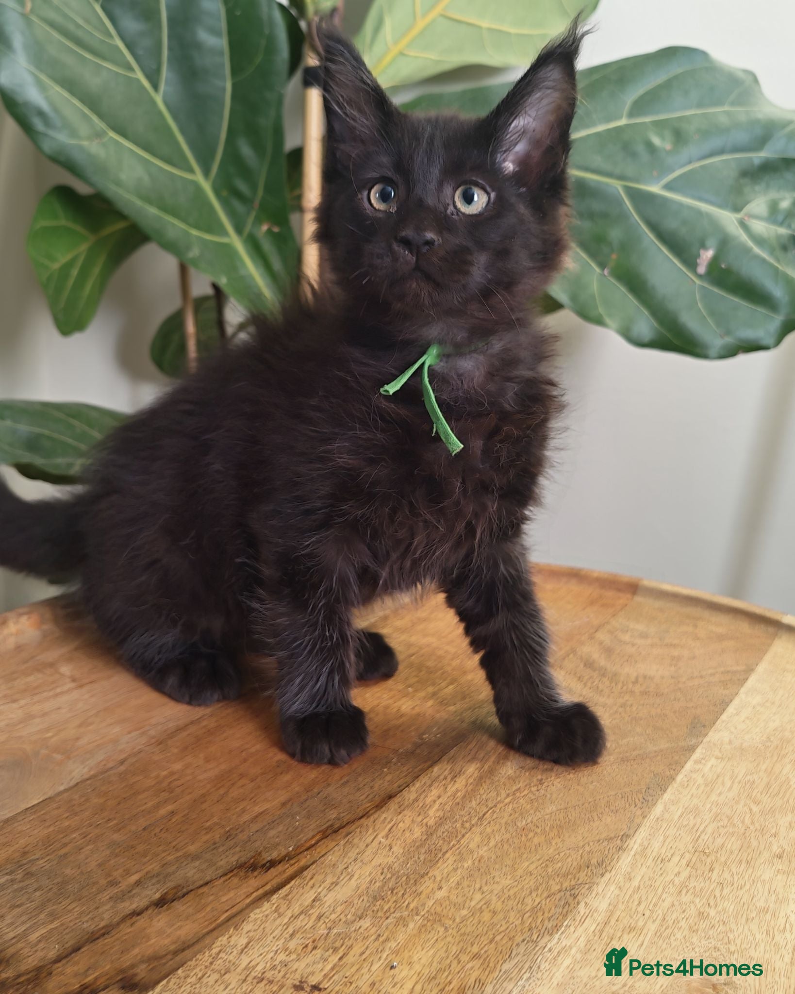 Maine Coon cats Stunning XL Black & Blue Smoke TICA Maine Coons - Advert 2