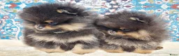 Pomeranian dogs for sale: Luxury Pomeranian puppies for sale!!! - Advert 6