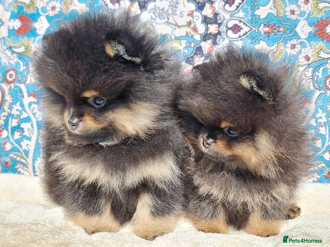 Pomeranian dogs for sale: Pomeranian puppies for sale!!! - Advert 2
