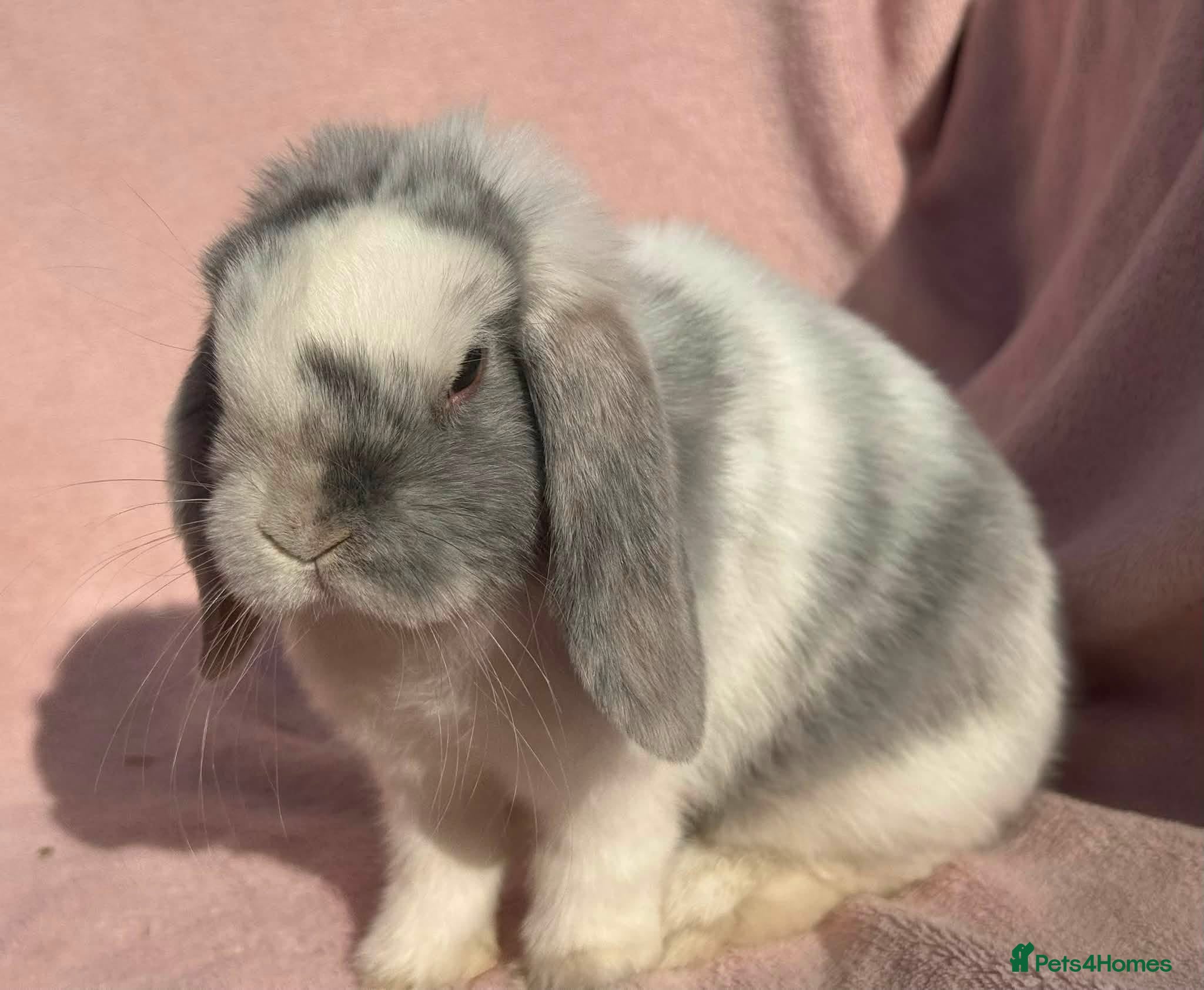Mini Lop rabbits Blue sabled mini lop doe - Advert 10