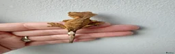 Gecko reptiles for sale: Unsexed baby crested geckos - Advert 13