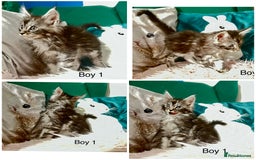 Maine Coon cats for sale: XXL Maine Coon kittens 🔥rare Black Smoke  - Image 31