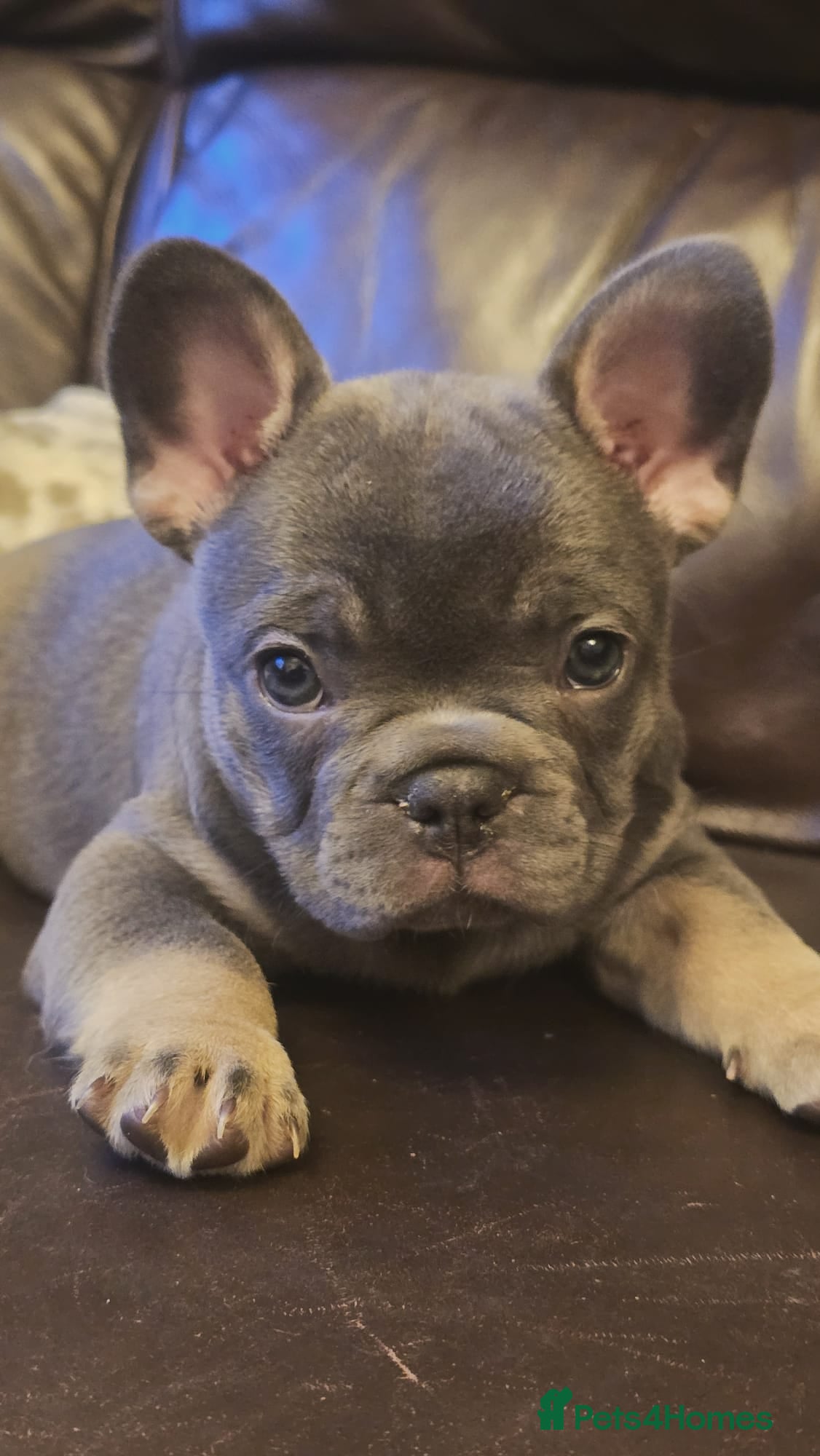 French Bulldog dogs Excellent quality Frenchie - Advert 6