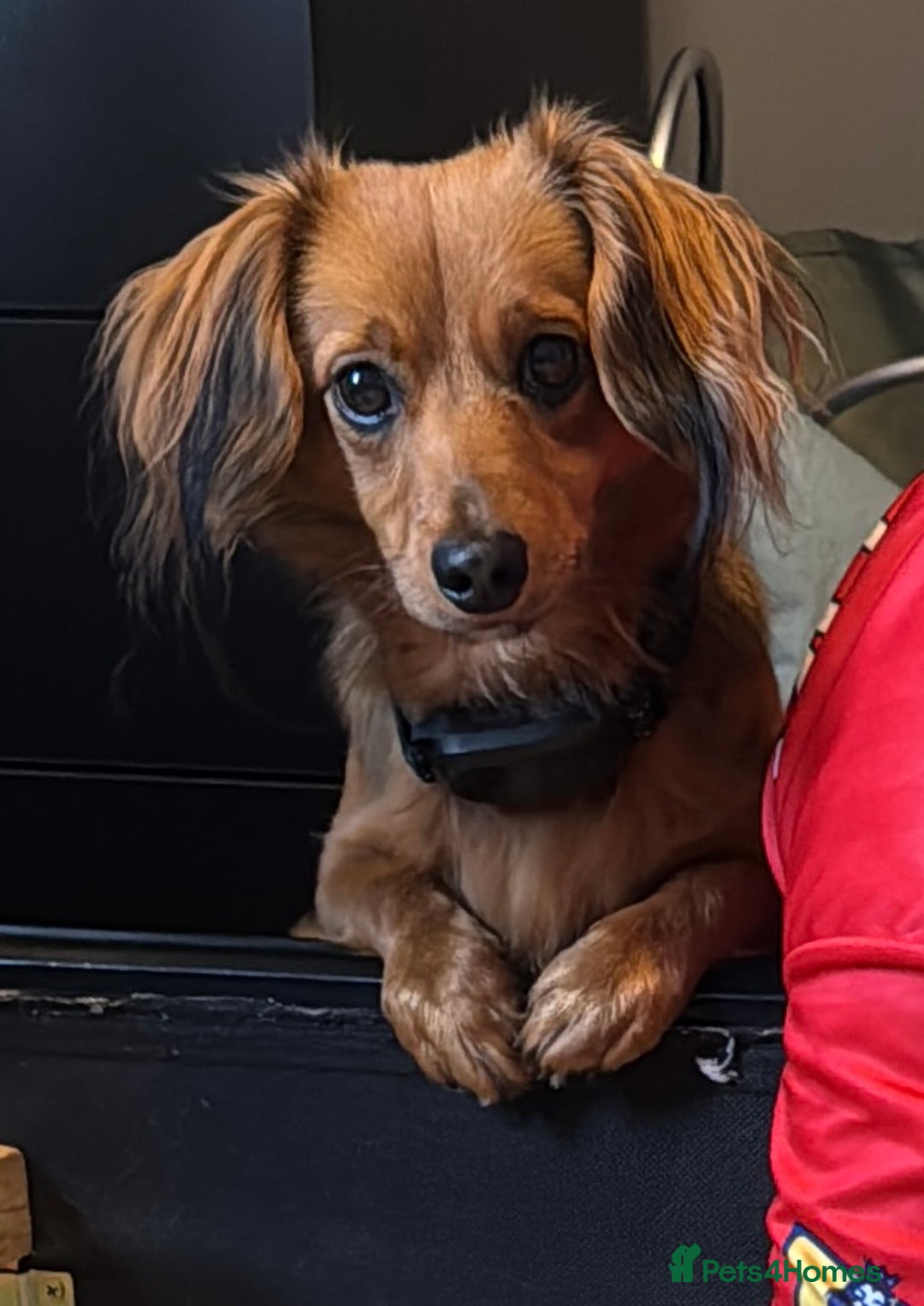 Mixed Breed dogs for stud: Long hair dachshund x for stud - Advert 2