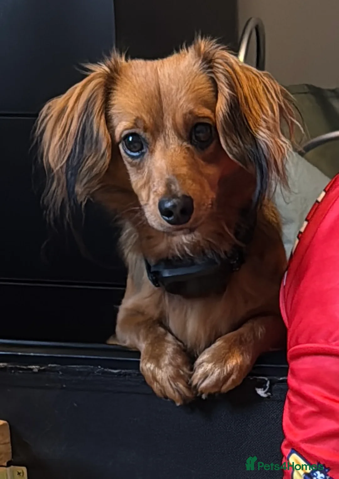 Mixed Breed dogs for stud: Long hair dachshund x for stud - Advert 2