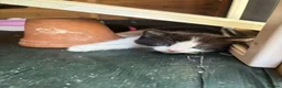 Mixed Breed cats for sale: Five Loving Kittens Ready for Forever Homes - Advert 17