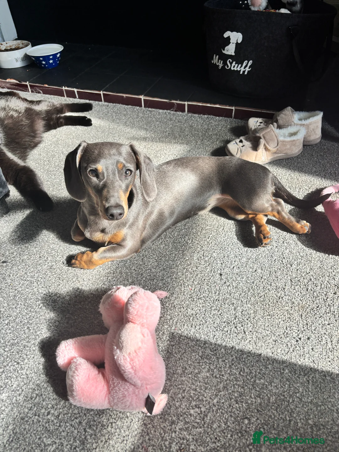 Miniature Dachshund dogs for sale: Rehoming  - Advert 7