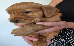 Golden Retriever dogs for sale: Dark Working Golden Retriever puppies  - Image 19