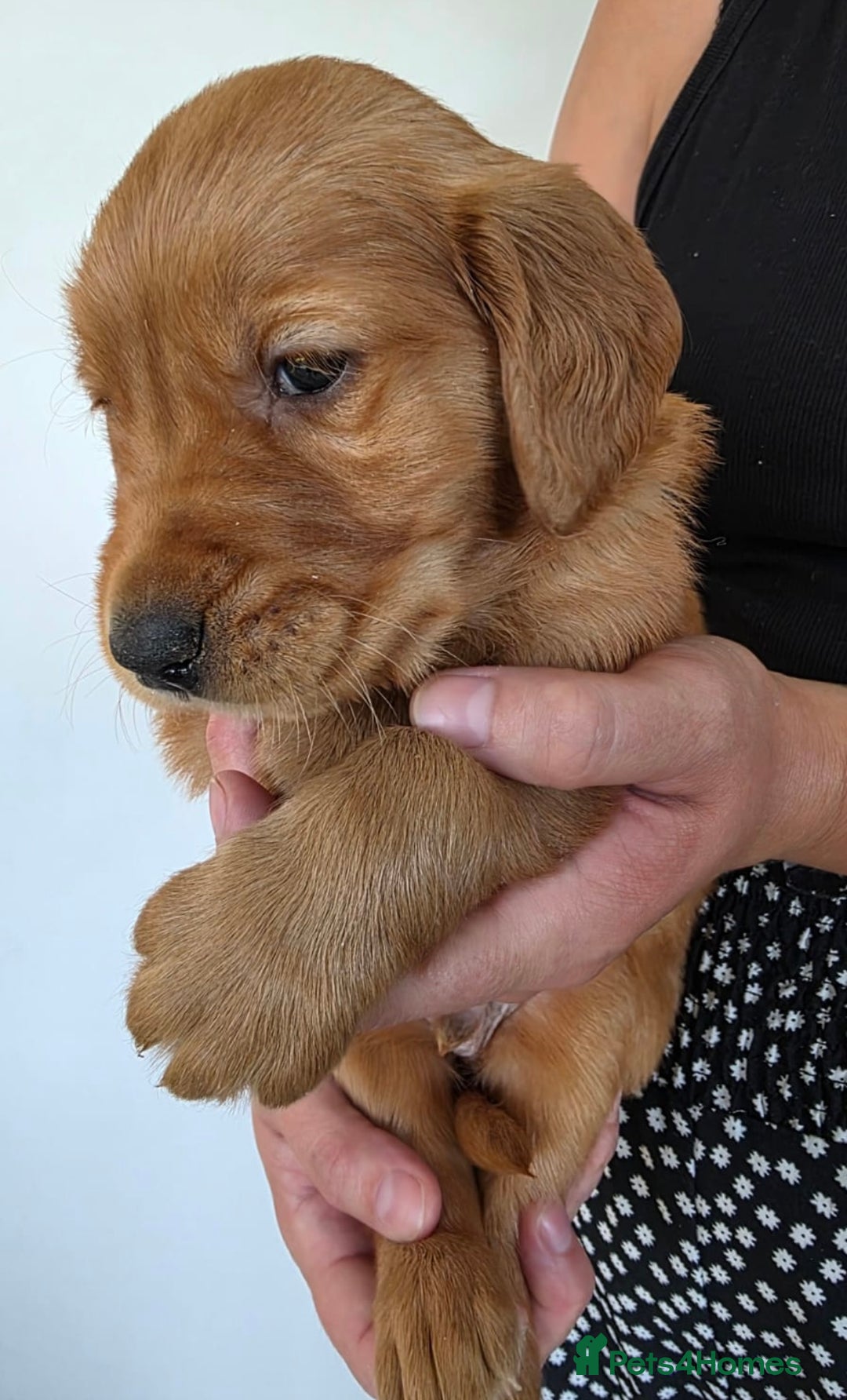 Golden Retriever dogs for sale: Dark Working Golden Retriever puppies  - Image 19