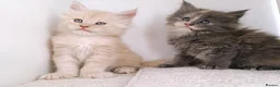 Maine Coon cats for sale: DNA health tested Maine coon kittens  - Advert 12