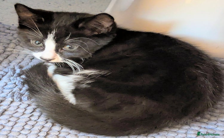 Domestic Shorthair cats - Advert 14