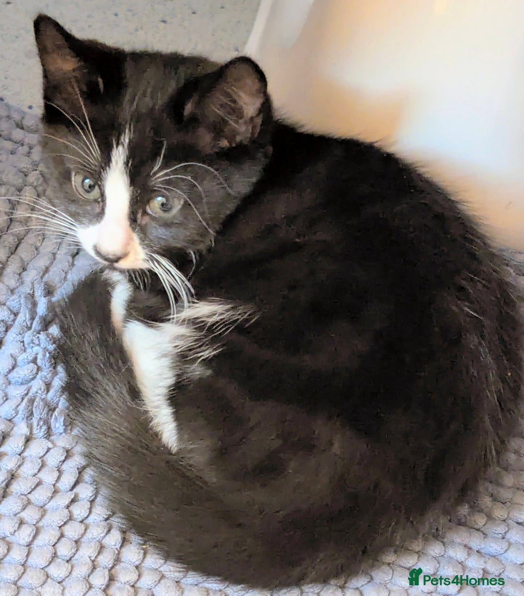 Domestic Shorthair cats for sale: Our last Girl, Playfull & loving, Well handled* - Image 1