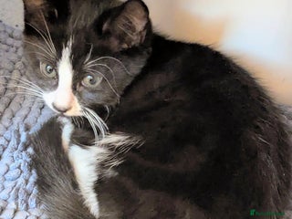 Domestic Shorthair cats - Advert 3