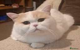 British Shorthair cats for sale: British Shorthair Male Cream and White  - Image 7