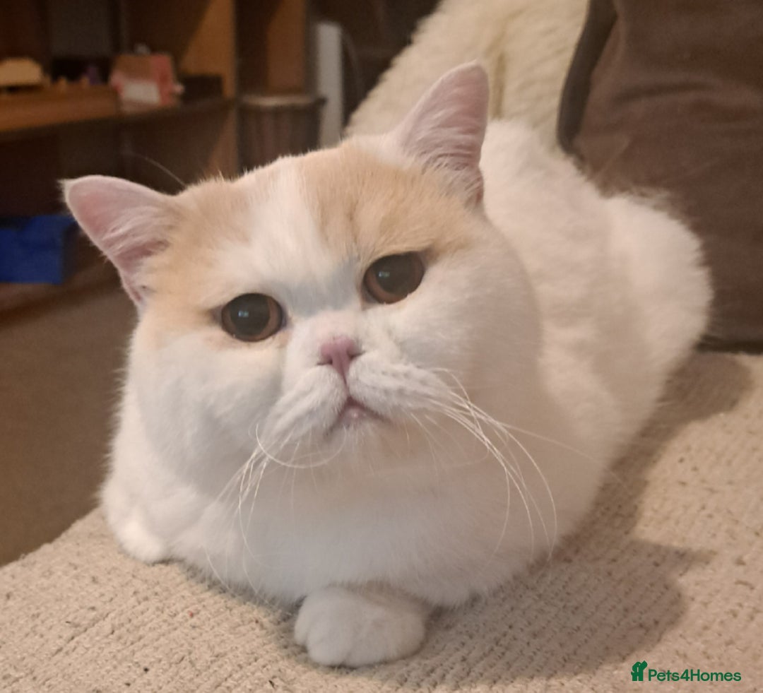 British Shorthair cats for sale: British Shorthair Male Cream and White  - Image 7