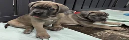 Cane Corso dogs for sale: Excellent Bloodline Cane Corso Puppies for Sale - Advert 6