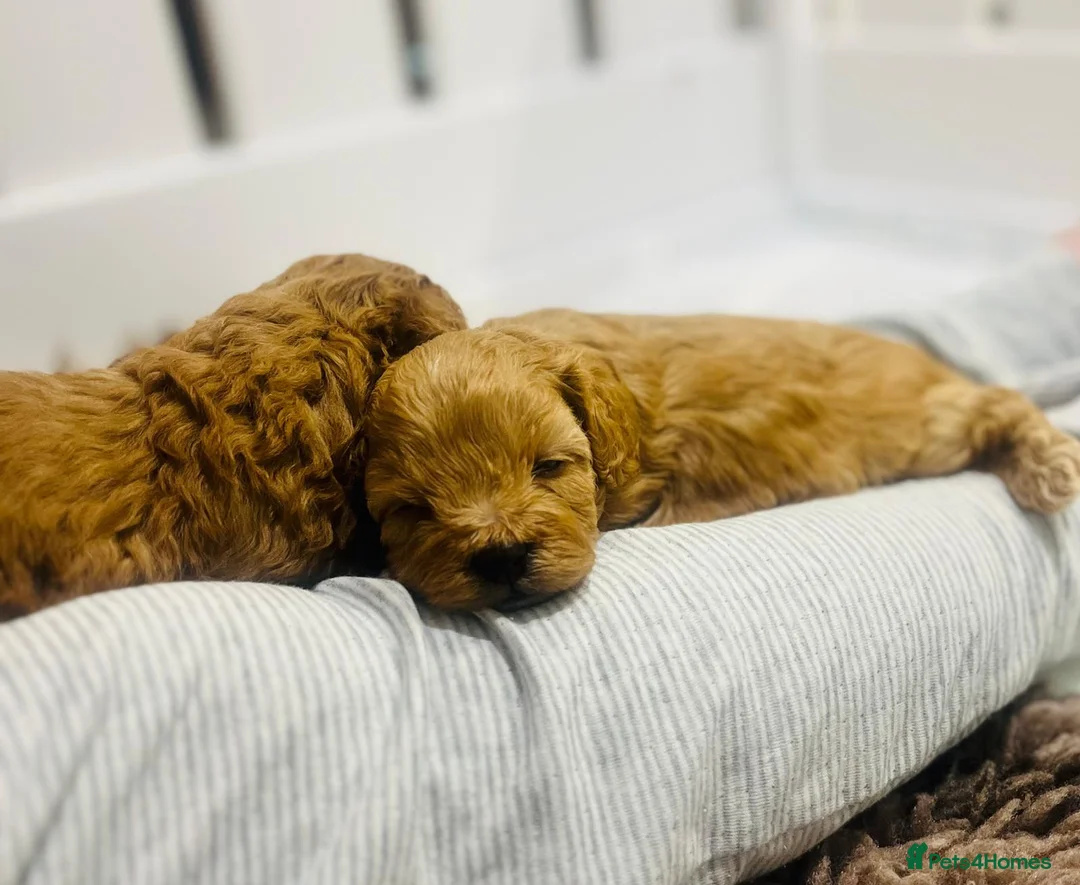 Cavapoo dogs for sale: Stunning F1b Cavapoo puppies  - Advert 27