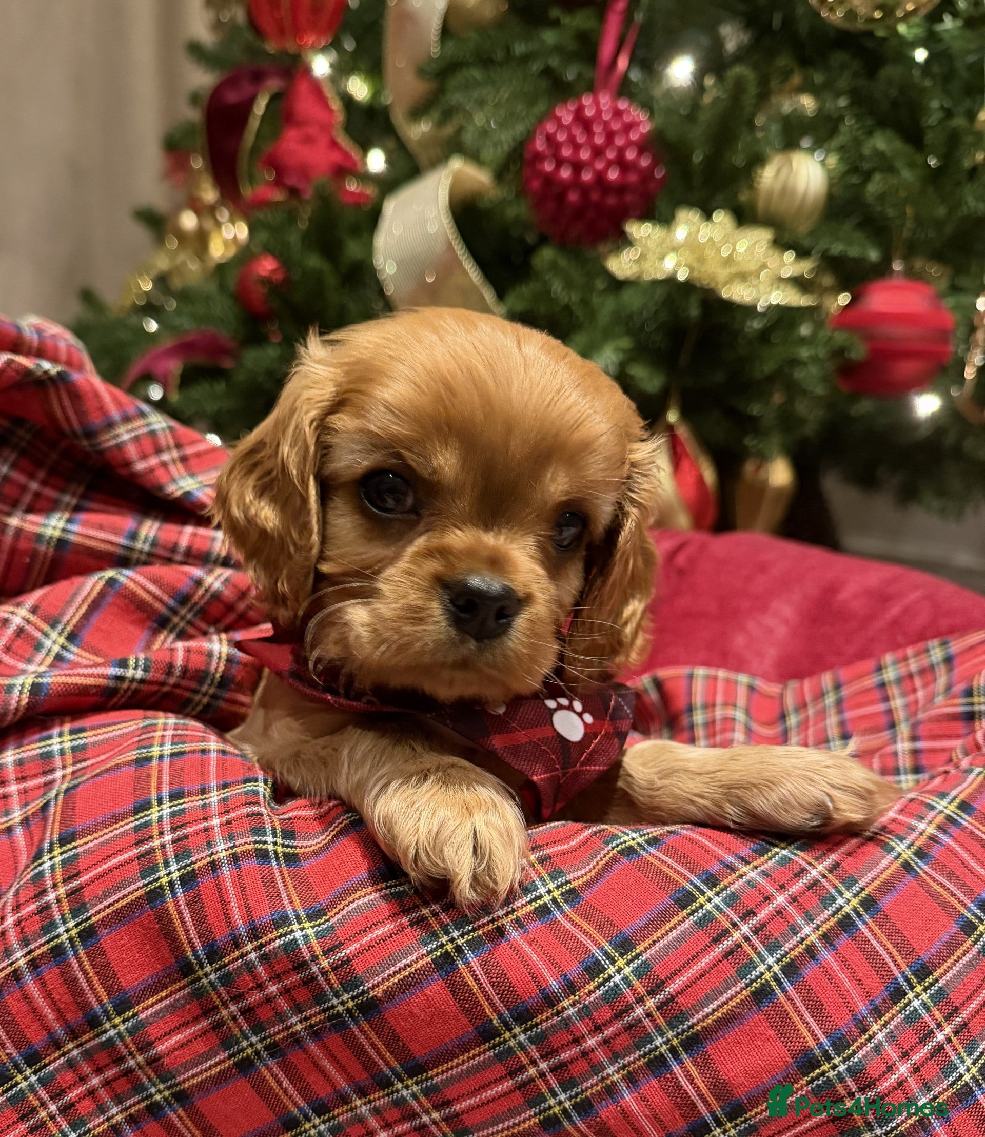 Cavalier King Charles Spaniel dogs Cavalier King Charles Spaniel Puppies KC Reg - Advert 1