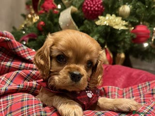 Cavalier King Charles Spaniel dogs Cavalier King Charles Spaniel Puppies KC Reg - Advert 1