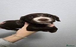 Cocker Spaniel dogs for sale: Stunning working cocker spaniel pups  - Advert 6