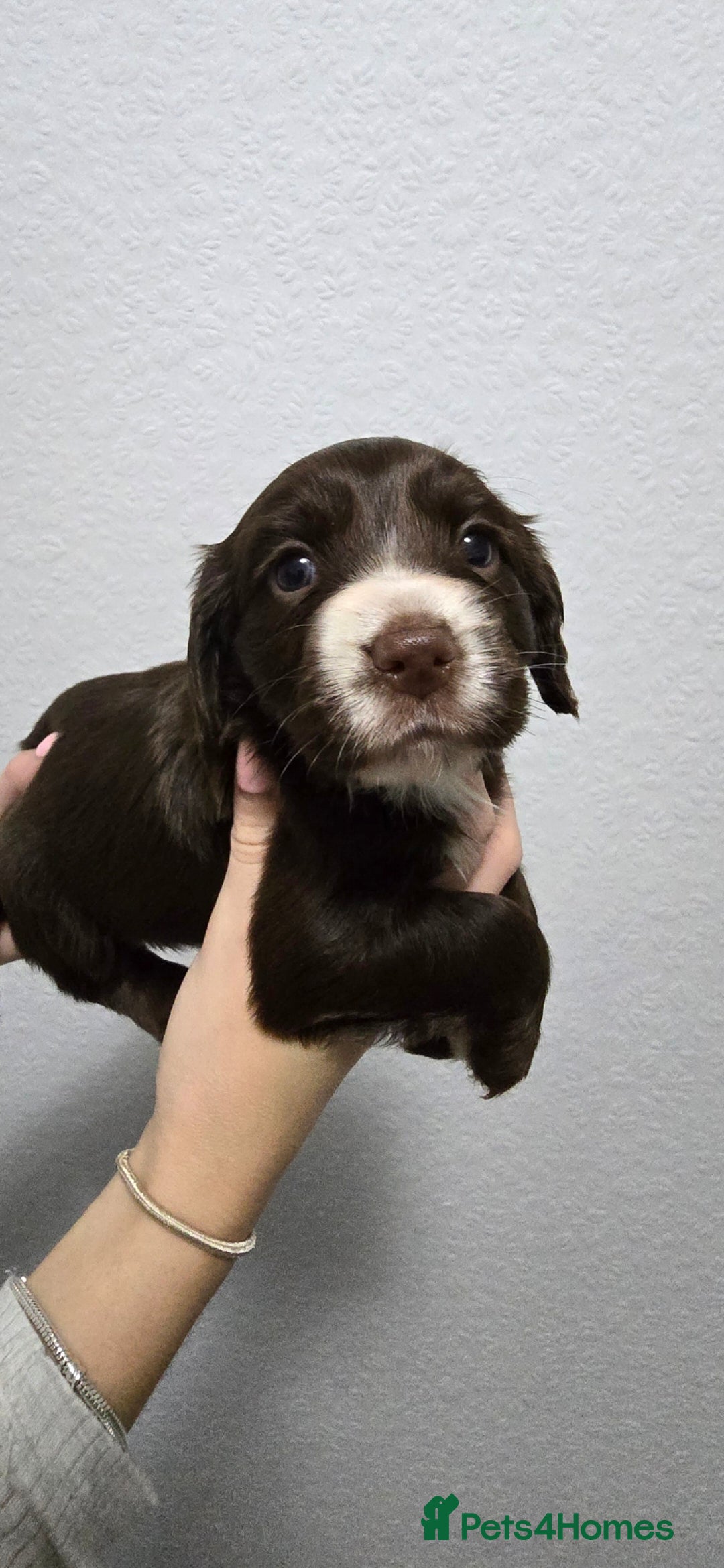 Cocker Spaniel dogs for sale: Stunning working cocker spaniel pups  - Advert 6