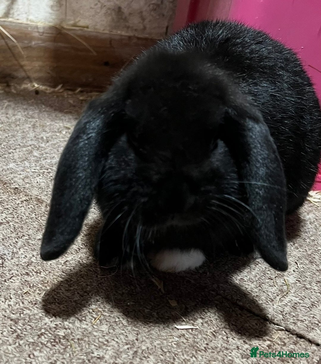 Mini Lop rabbits for sale: Mini lop rabbit NOW SOLD - Advert 8