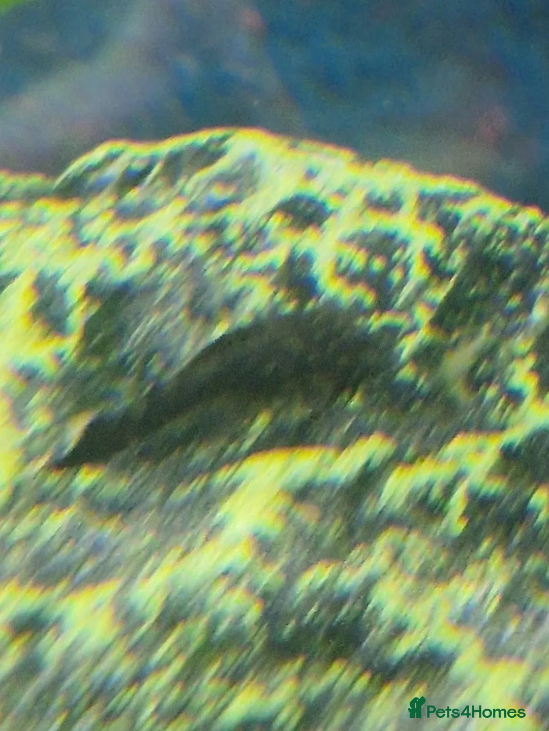 Plecos fish for sale: Bristlenose Plec - Advert 4