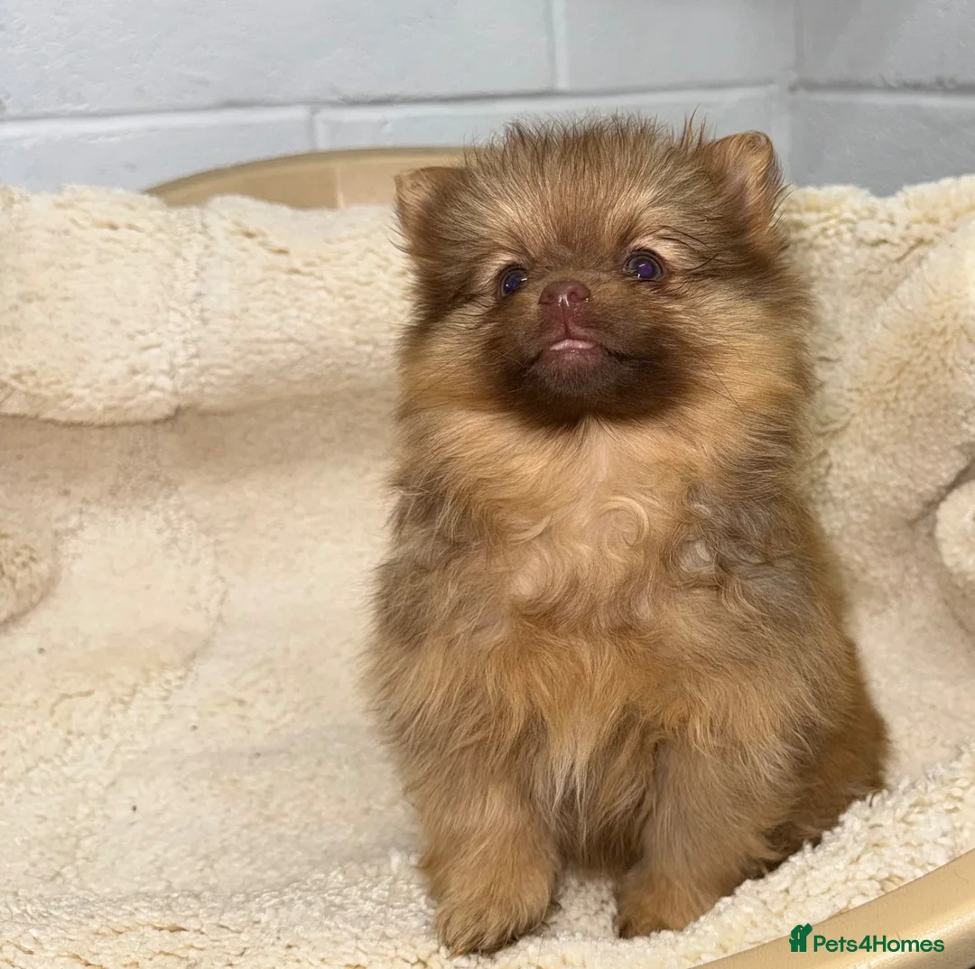 Pomeranian dogs for sale: Pomeranian - Advert 13