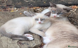 Snowshoe cats for sale: Stunning pedigree blue point Snowshoe kittens  - Image 7