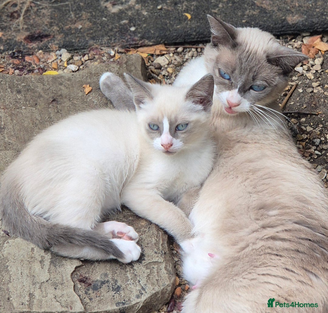 Snowshoe cats for sale: Stunning pedigree blue point Snowshoe kittens  - Image 7