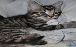 Mixed Breed cats for sale: Beautiful kittens for sale - Advert 15