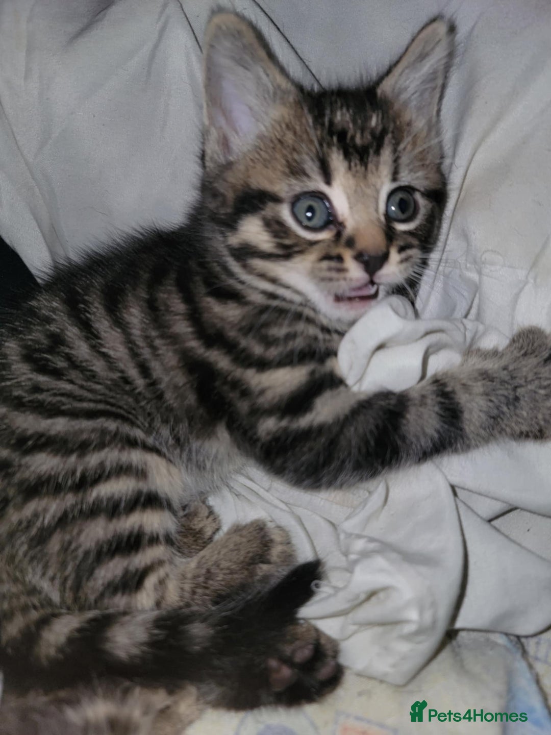 Mixed Breed cats for sale: Beautiful kittens for sale - Advert 15