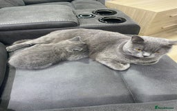 British Shorthair cats for sale: British shorthair kitten”Ready now” - Image 7